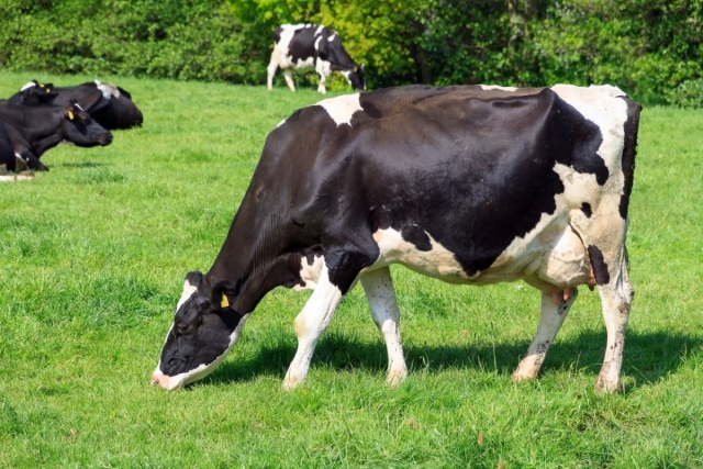 20200824_la_bio_pour_les_nuls_5_grands_principes_de_lagriculture_bio_1_3_0.jpg