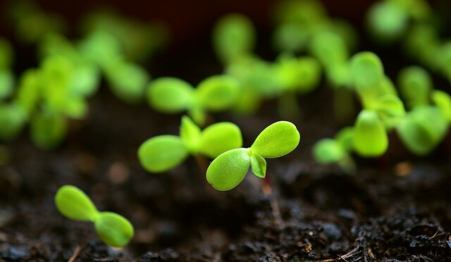 20210816_2_je_cree_mon_potager_bio.jpg