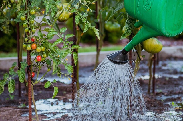 20210816_3_je_cree_mon_potager_bio.jpg